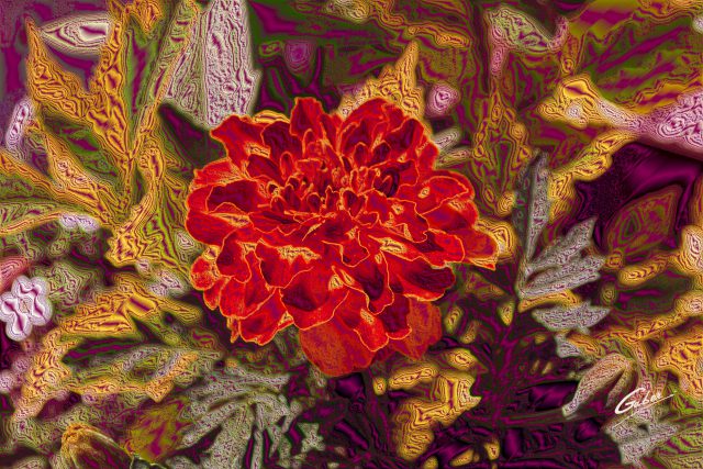 Marigold in full bloom 2013  03