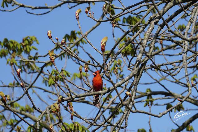 Bird Cardinal (Cardinalis cardinalis)  01