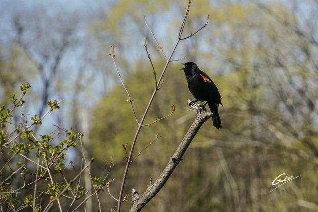Bird Red winged Blackbird (Agelaius phoeniceus) 03