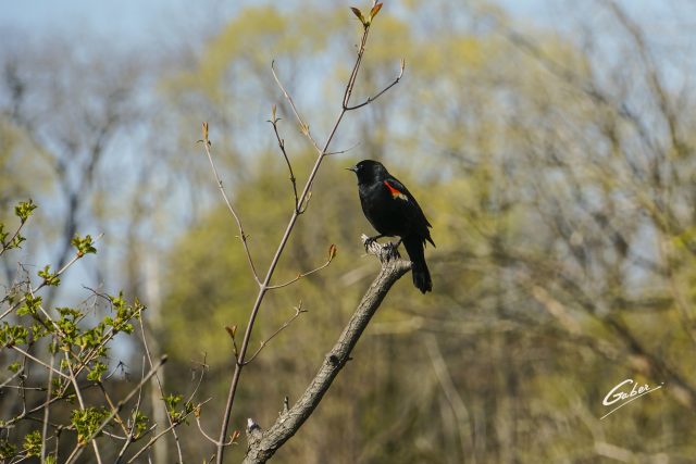 Bird Red winged Blackbird (Agelaius phoeniceus) 02