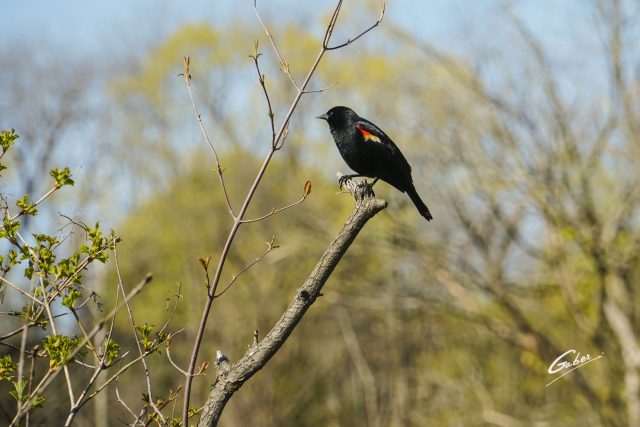Bird Red winged Blackbird (Agelaius phoeniceus) 01