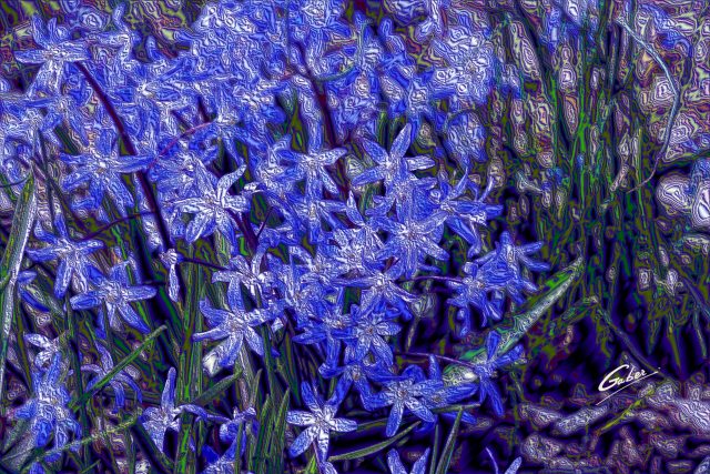 Early Spring 2021 Glory of the Snow (Scilla sardensis)  01