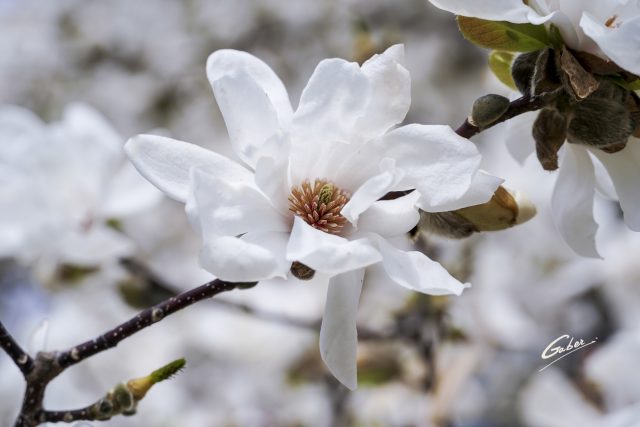 Early Spring 2021 Magnolia  01