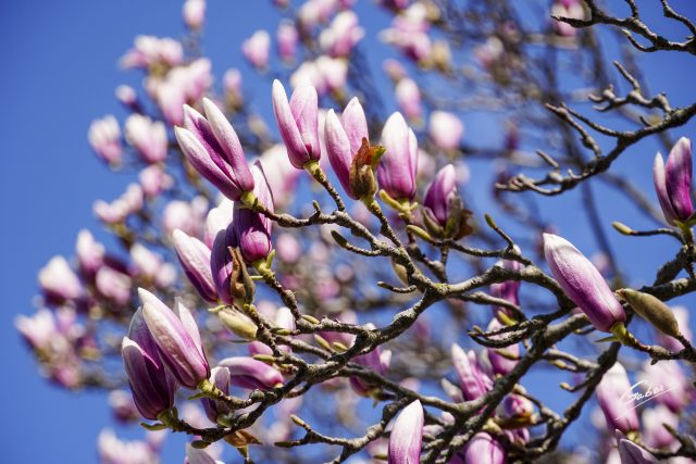 Early Spring 2021 Magnolia  05