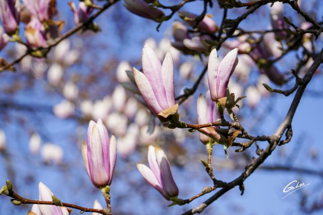 Early Spring 2021 Magnolia  21