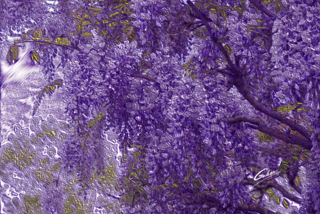 Late Spring 2021 Wisteria tree in Bloom  03