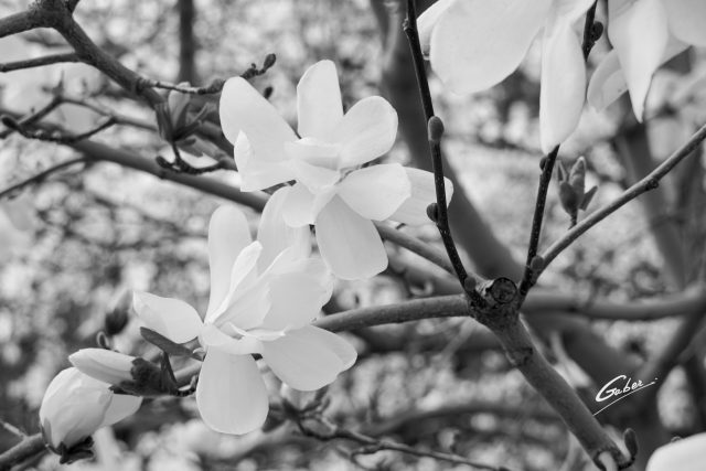 Early Spring 2021 Magnolia  04
