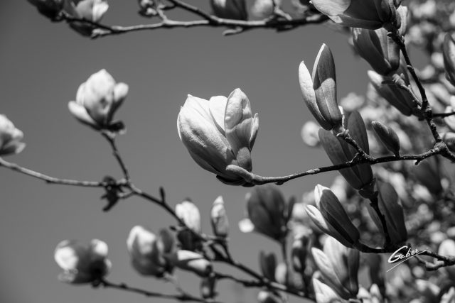 Early Spring 2021 Magnolia  08