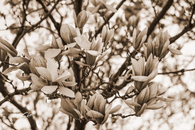 Early Spring 2021 Magnolia  13