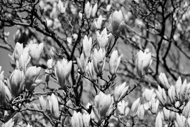 Early Spring 2021 Magnolia  17