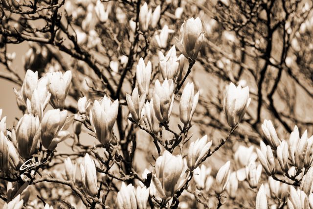 Early Spring 2021 Magnolia  17
