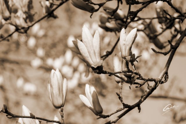 Early Spring 2021 Magnolia  21