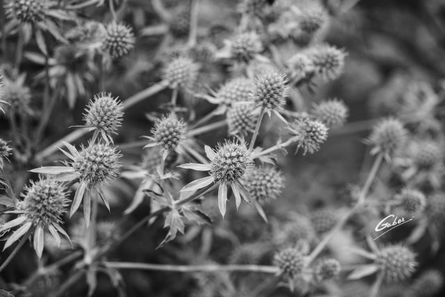 Coastal Eryngo (Eryngium  planum)  02