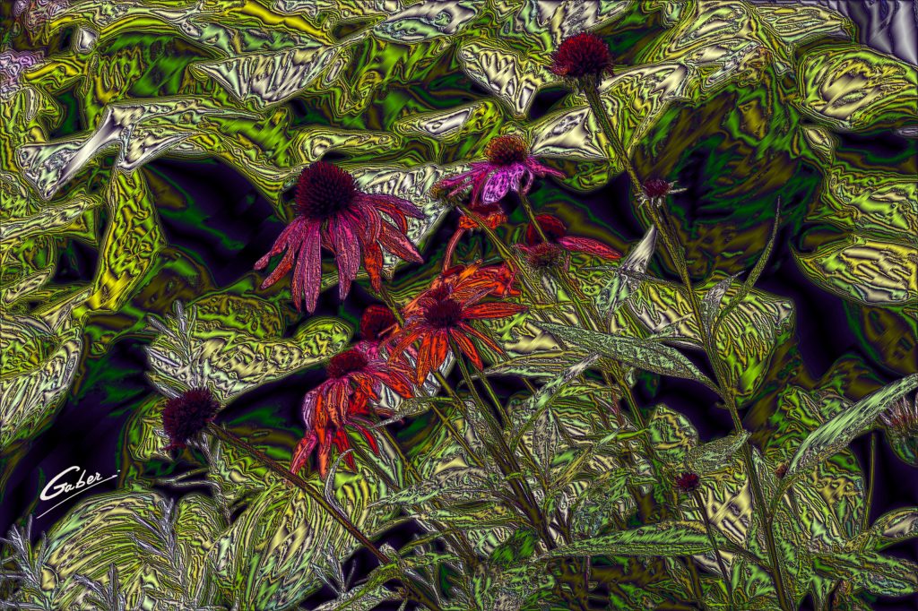 Echinacea  Sanguina 02