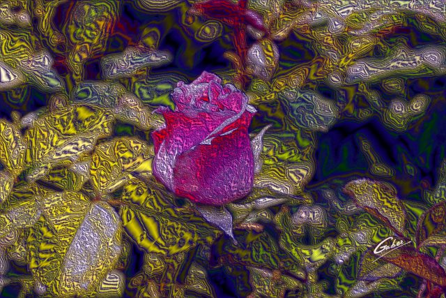 Roses  08