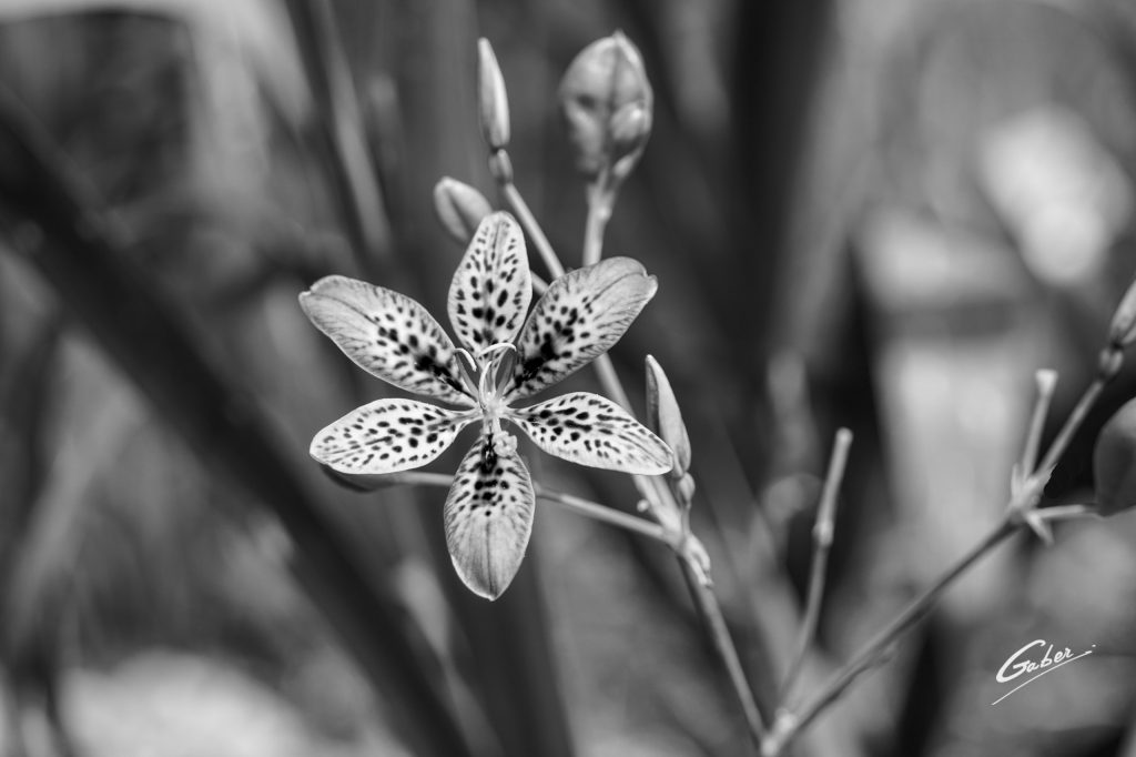 Blackberry Lily (Iris domestica) 01