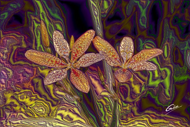 Blackberry Lily (Iris domestica) 03