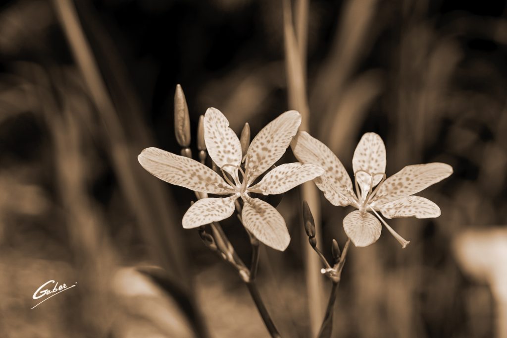 Blackberry Lily (Iris domestica) 04