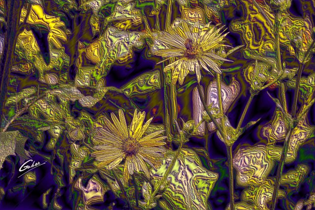 Compass Flower (Silphium laciniatum) 01