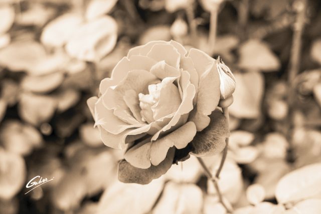 Roses  03