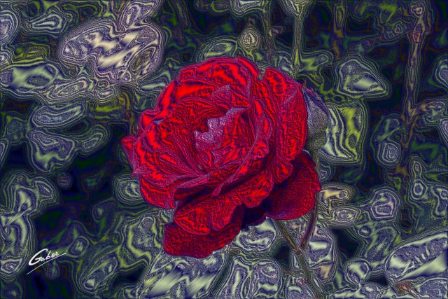 Roses  02