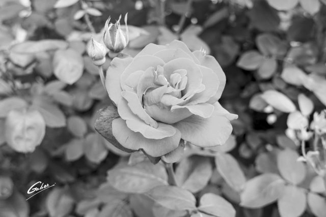 Roses  05