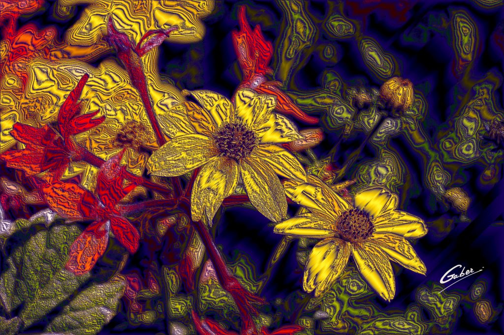 Woodland Sunflower (Helianthus  strumosus)  01