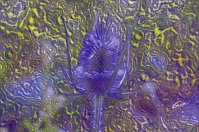 Dipsacus  sativus  fullonum Flower  03