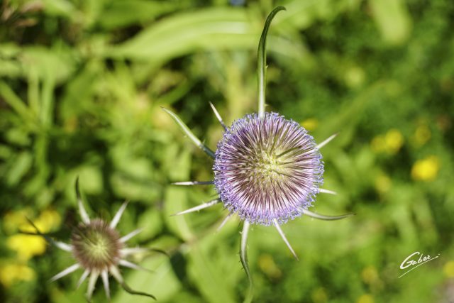 Dipsacus  sativus  fullonum Flower  02