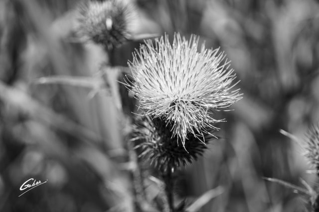Field Thistle (Cirsium discolor) 03