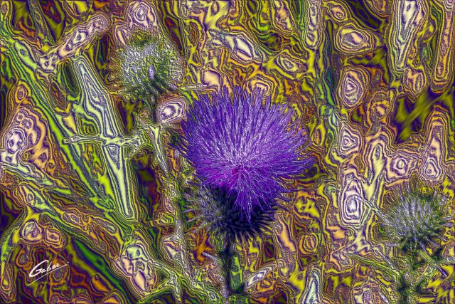 Field Thistle (Cirsium discolor) 01