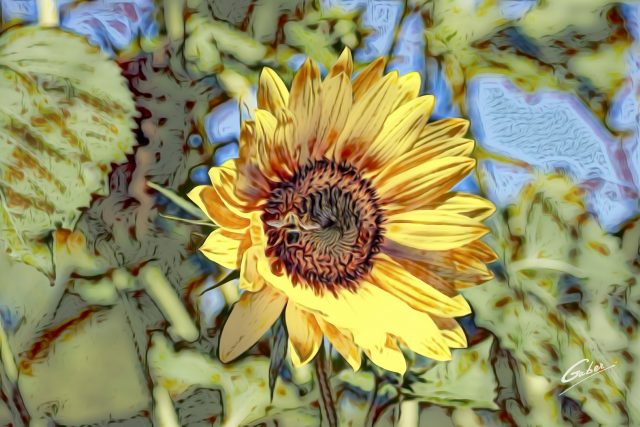 Sunflower (Helianthus annuus) 02