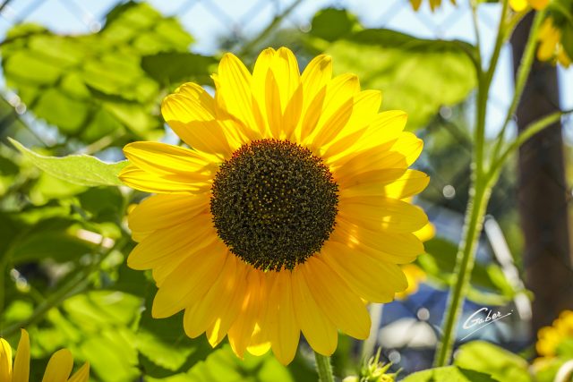 Sunflower (Helianthus  annuus) 10
