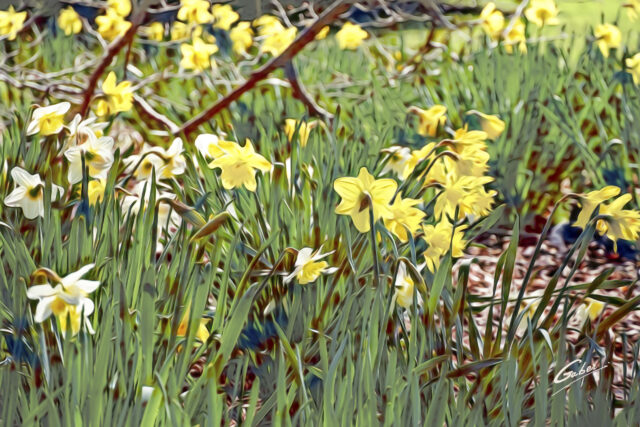 Early Spring 2021 Daffodils 01