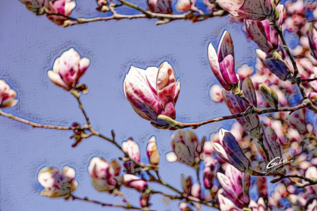 Early Spring 2021 Magnolia  08