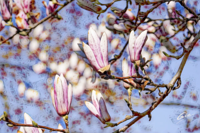 Early Spring 2021 Magnolia  20