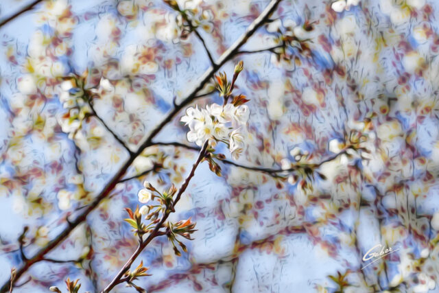 Early Spring 2021 Blooming Apple tree  01