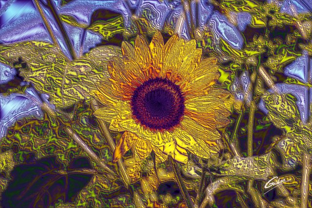 Sunflower (Helianthus  annuus) 04