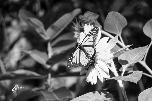 Monarch butterfly (Danaus plexippus) on Sunflower (Helianthus  annuus) 01