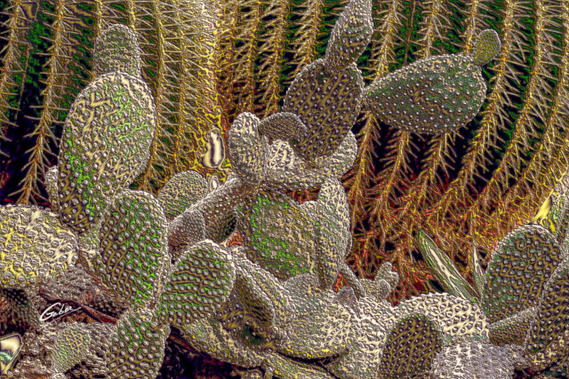 Cactus Bunny ears (Opuntia microdasys) 01