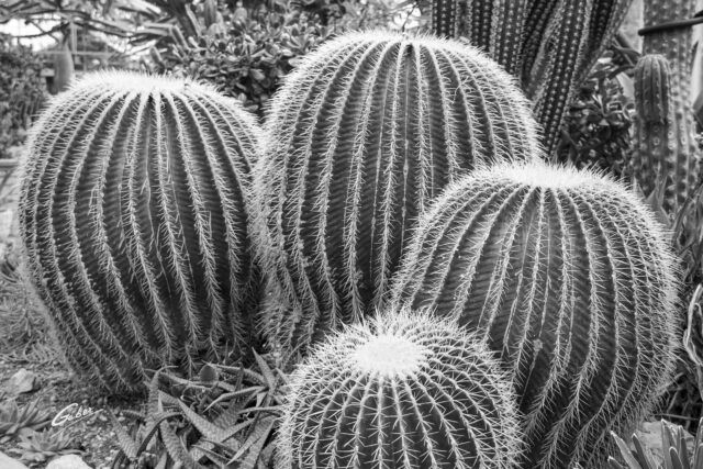 Cactus Golden barrel (Echinocactus grusonii) 01