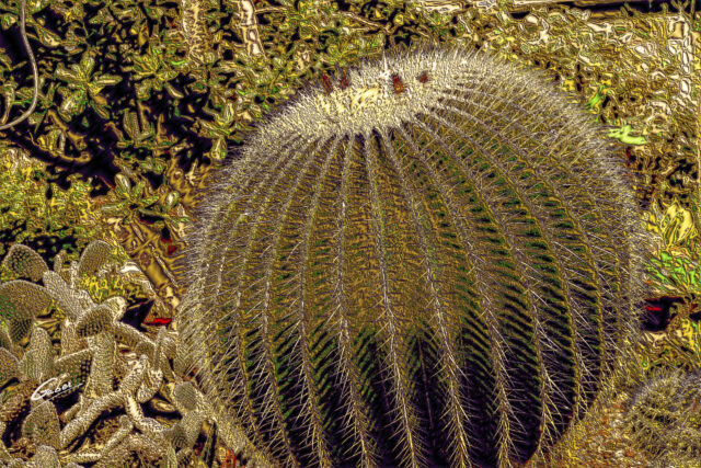 Cactus Golden barrel (Echinocactus grusonii) 02