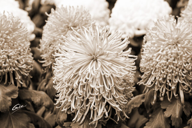 Chrysanthemum grandiflorum 2021  04
