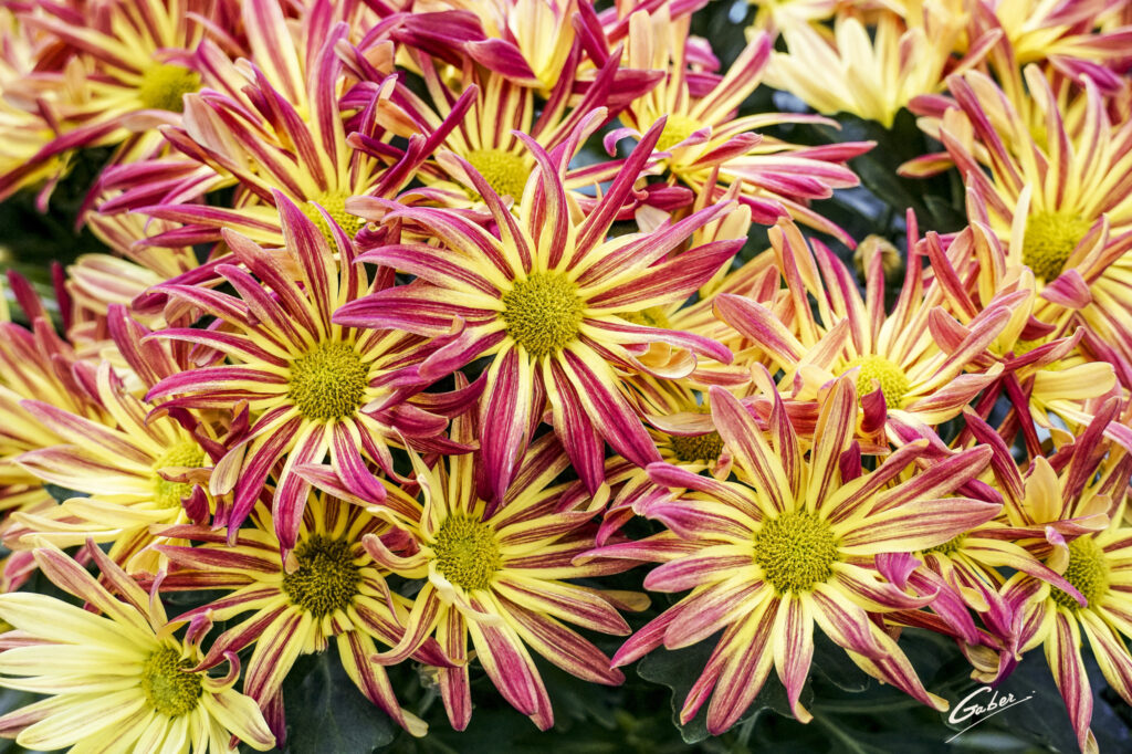 Chrysanthemum grandiflorum 2021  05