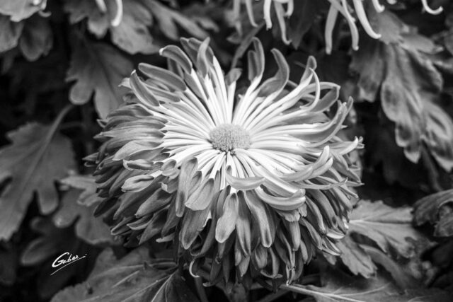 Chrysanthemum grandiflorum 2021  13