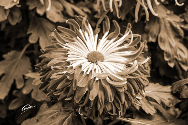 Chrysanthemum grandiflorum 2021  13