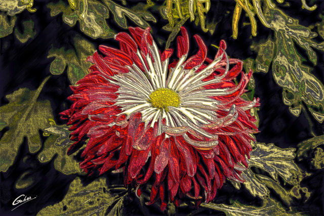 Chrysanthemum grandiflorum 2021  10