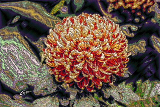 Chrysanthemum grandiflorum 2021  12
