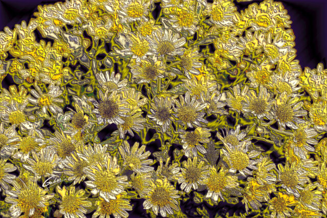 Chrysanthemum grandiflorum 2021  16