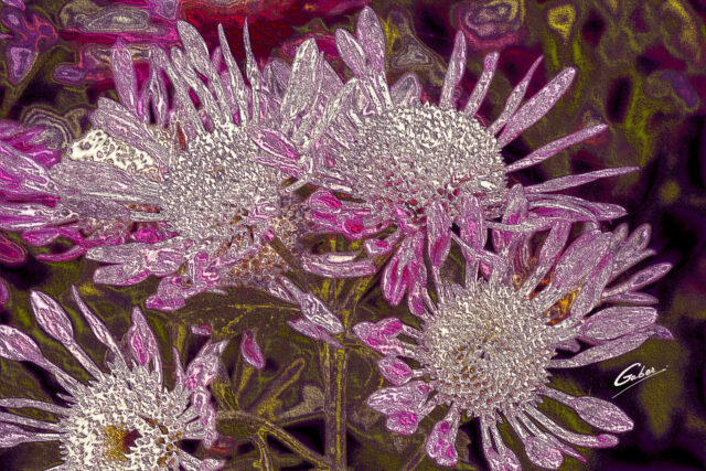 Chrysanthemum grandiflorum 2021  18